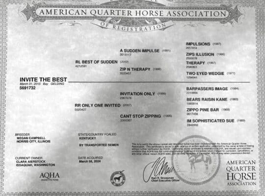 Invite The Best – High End All-Around Gelding