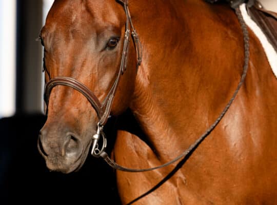 Invite The Best – High End All-Around Gelding