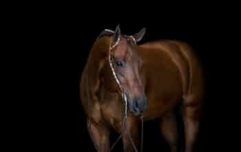 Invite The Best – High End All-Around Gelding