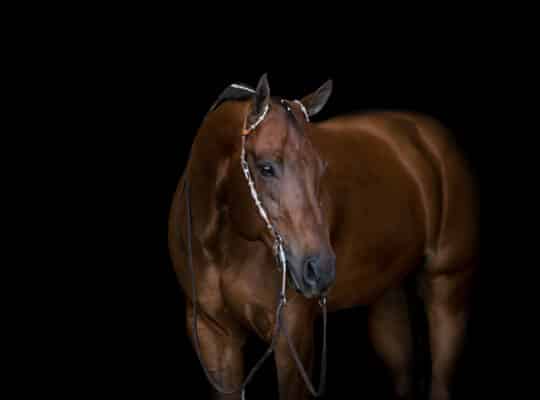 Invite The Best – High End All-Around Gelding