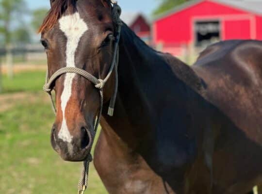 Flashy Enticed HUS Prospect Yearling