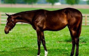 Flashy Enticed HUS Prospect Yearling