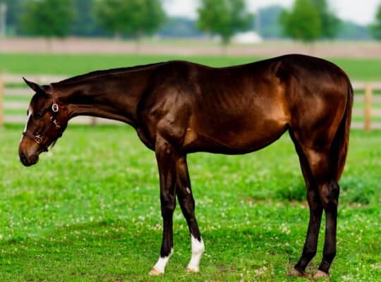 Flashy Enticed HUS Prospect Yearling