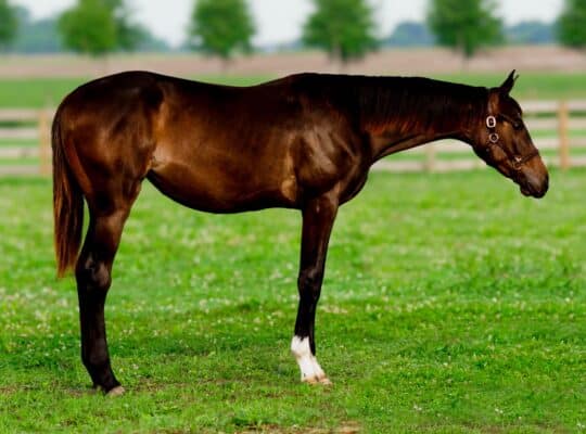 Flashy Enticed HUS Prospect Yearling