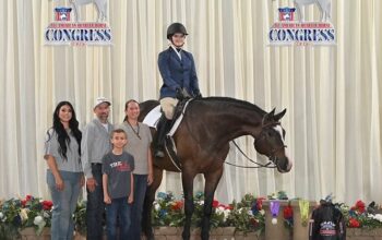 HOO x AYA English All-Around Gelding
