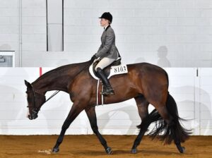 HOO x AYA English All-Around Gelding