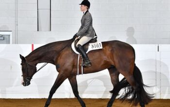 HOO x AYA English All-Around Gelding
