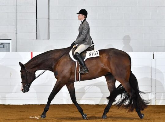 HOO x AYA English All-Around Gelding