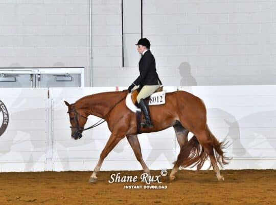 AQHA/APHA Double Registered All-Around Gelding