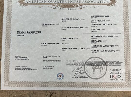 VS Code Blue x Lazy Loper All-Around Gelding