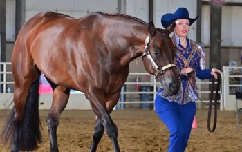 User Friendly All-Around Gelding