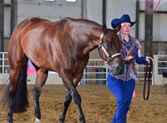 User Friendly All-Around Gelding
