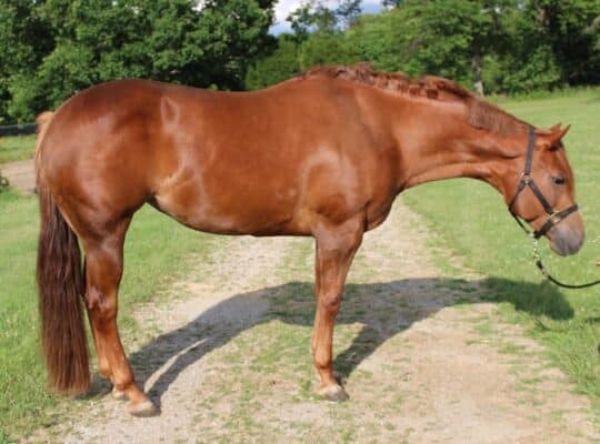 Makin Me Willy Wild Riding/Broodmare Prospect