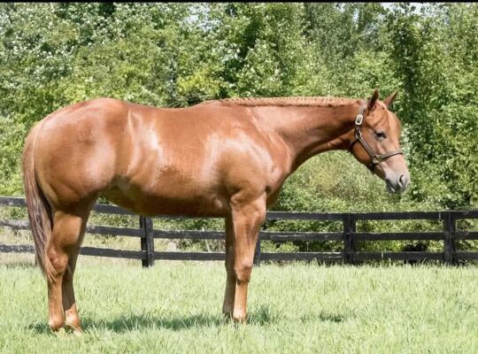 Makin Me Willy Wild Riding/Broodmare Prospect
