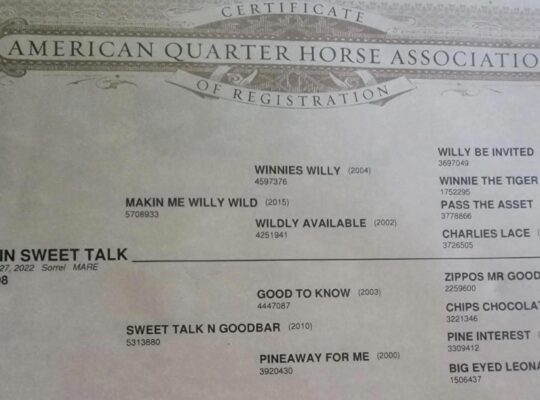 Makin Me Willy Wild Riding/Broodmare Prospect