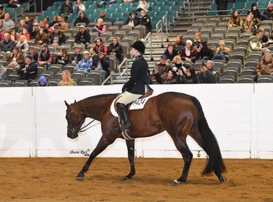 User Friendly All-Around Gelding