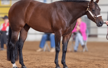 Fancy Its A Southern Thing All-Around Mare