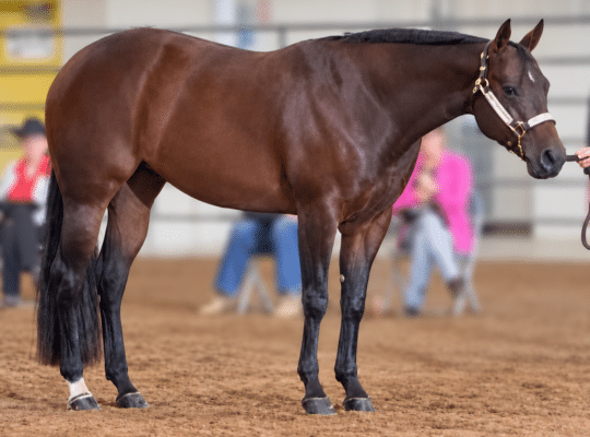 Fancy Its A Southern Thing All-Around Mare