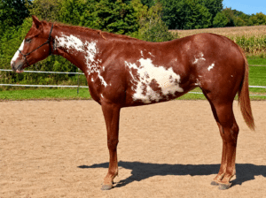 HBF Hot Expectations Yearling Paint Filly
