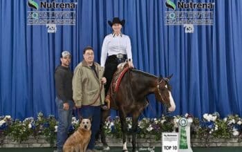Beautiful AQHA/APHA Royally Bred WP Mare