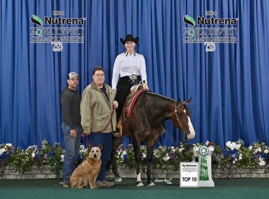 Beautiful AQHA/APHA Royally Bred WP Mare