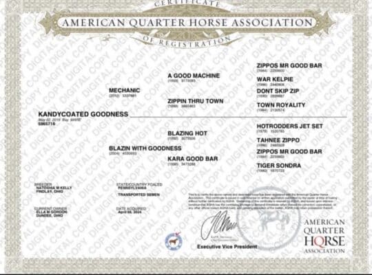 Sweet Versatile Western All-Around/Ranch Mare