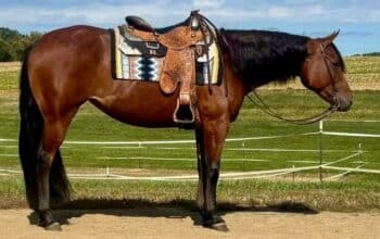 Sweet Versatile Western All-Around/Ranch Mare