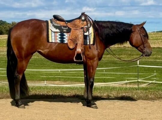 Sweet Versatile Western All-Around/Ranch Mare