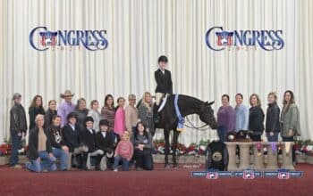 Congress Champion All-Around Gelding