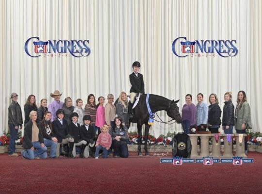 Congress Champion All-Around Gelding