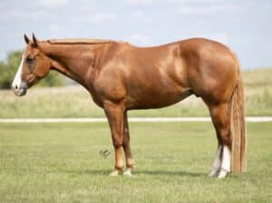 Sugar Daddy APHA All-Around Prospect