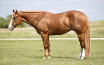 Sugar Daddy APHA All-Around Prospect