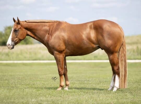Sugar Daddy APHA All-Around Prospect