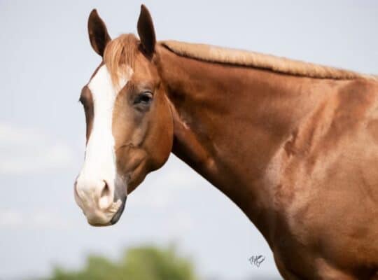Sugar Daddy APHA All-Around Prospect