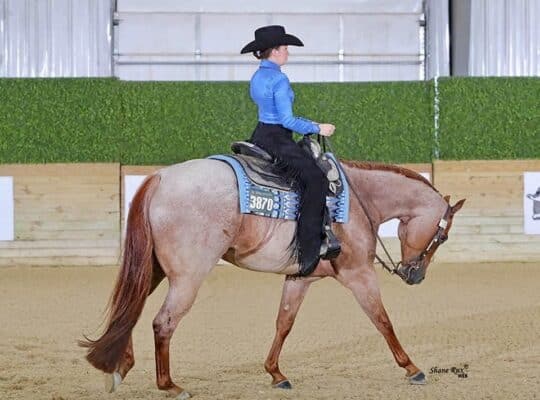 NSBA Res. WC Roan All-Around Gelding