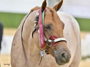 NSBA Res. WC Roan All-Around Gelding