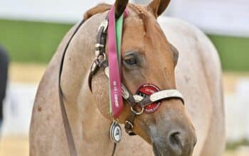 NSBA Res. WC Roan All-Around Gelding