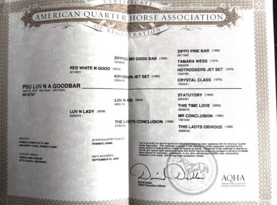 NSBA Res. WC Roan All-Around Gelding