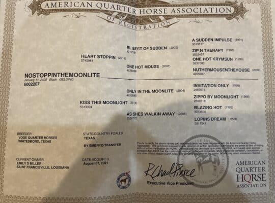 Double AQHA/APHA True All-Around Gelding
