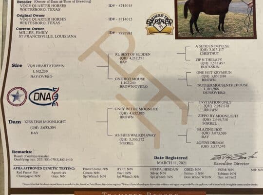 Double AQHA/APHA True All-Around Gelding