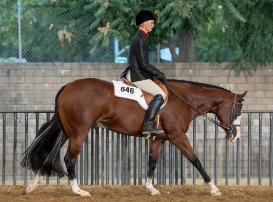 AQHA/APHA/ABRA All-Around Prospect