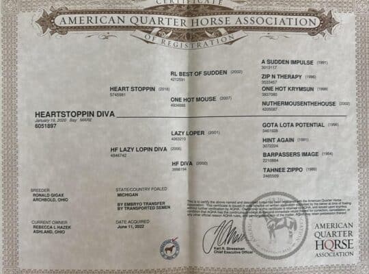 Beautiful AQHA/APHA Royally Bred WP Mare