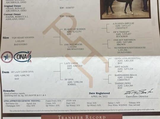 Beautiful AQHA/APHA Royally Bred WP Mare
