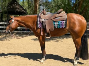 Stunning MM x RLBOS All-Around Mare