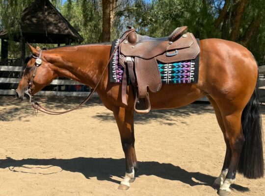 Stunning MM x RLBOS All-Around Mare