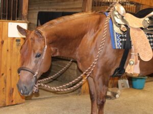 Makin Me Willy Wild Riding/Broodmare Prospect