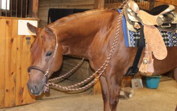 Makin Me Willy Wild Riding/Broodmare Prospect